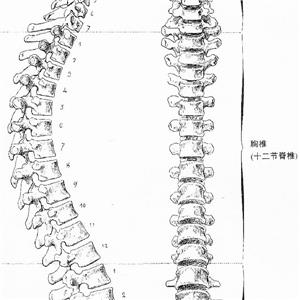 胸9椎體骨折被鑒定為九級工傷