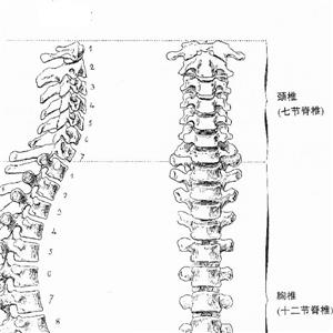 頸1、2椎骨折被鑒定為十級工傷