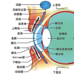 雙眼角膜破裂傷、右眼結膜裂傷被鑒定為九級工傷